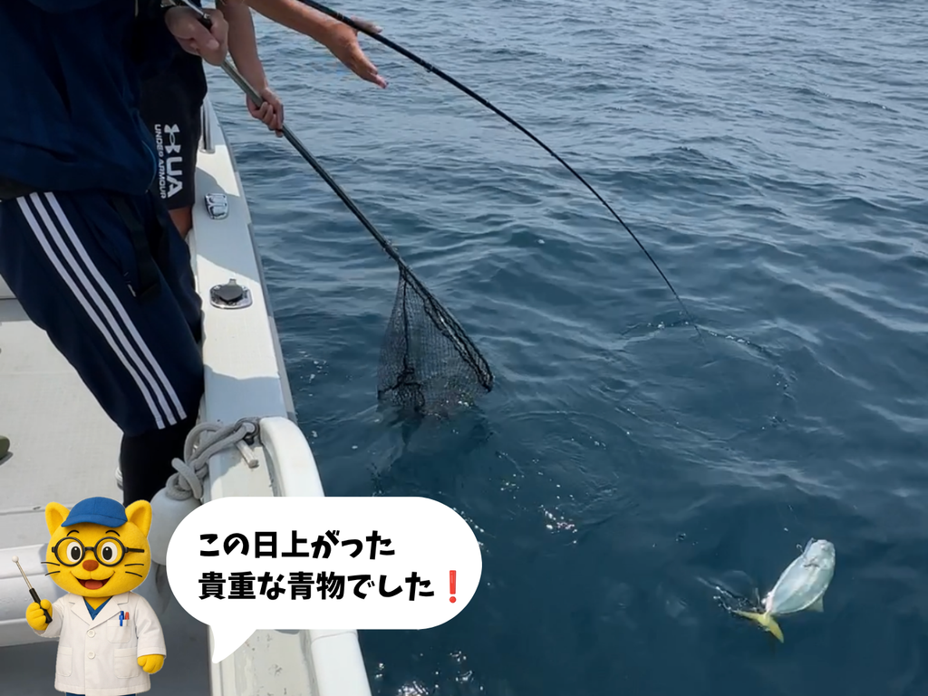 この日上がった貴重なヤズ