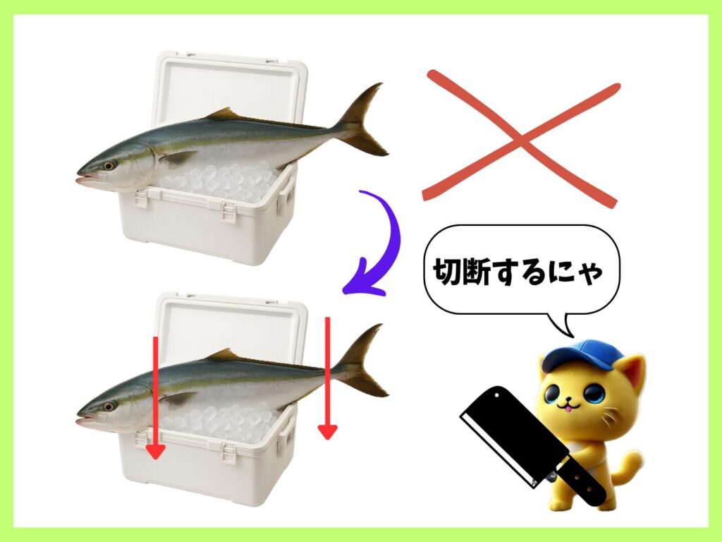 クーラーボックスに入らない大きさの魚は頭と尻尾を切断しましょうの画像