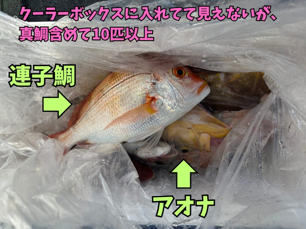 遊漁船・博多グランデで釣った連子鯛とアオナが入っているクーラーボックス