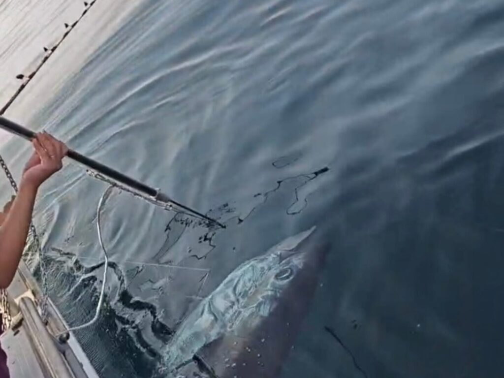 水面に浮いてきたマグロを銛で狙う