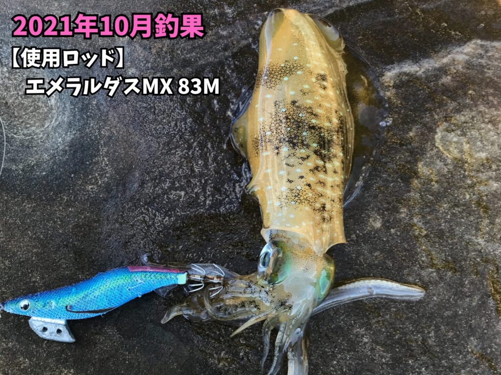 エメラルダスMX 83Mで釣ったアオリイカ