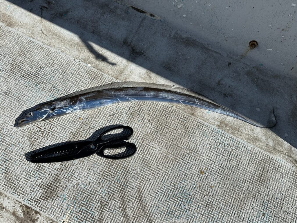 釣れたタチウオは指3本サイズ