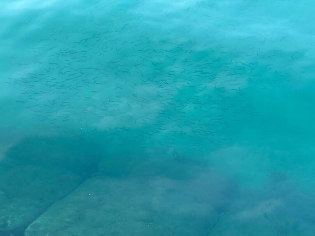福の浦漁港で小魚が入っている写真