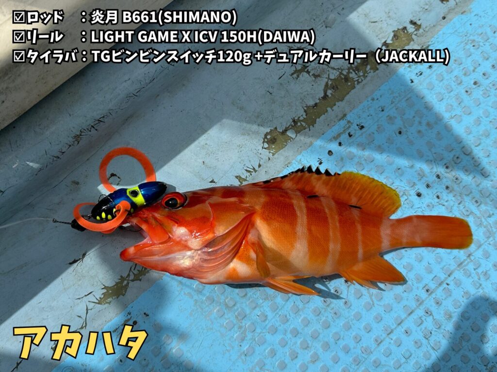 釣り船・華丸で釣ったアカハタ