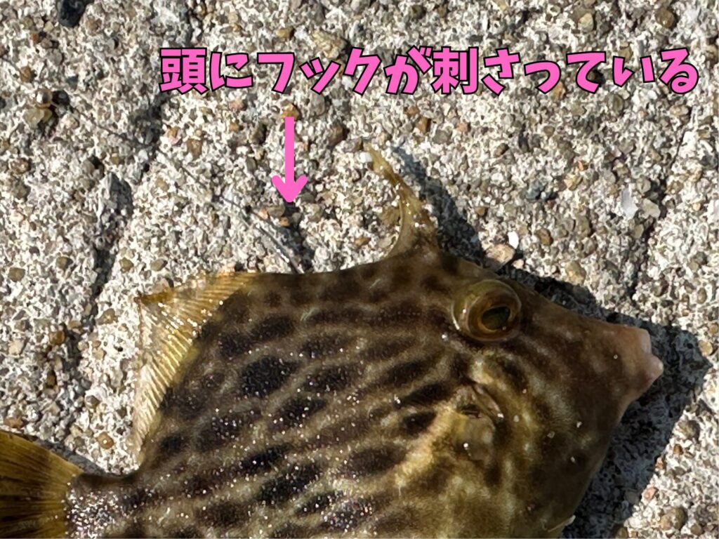 カワハギの頭に針が刺さっている