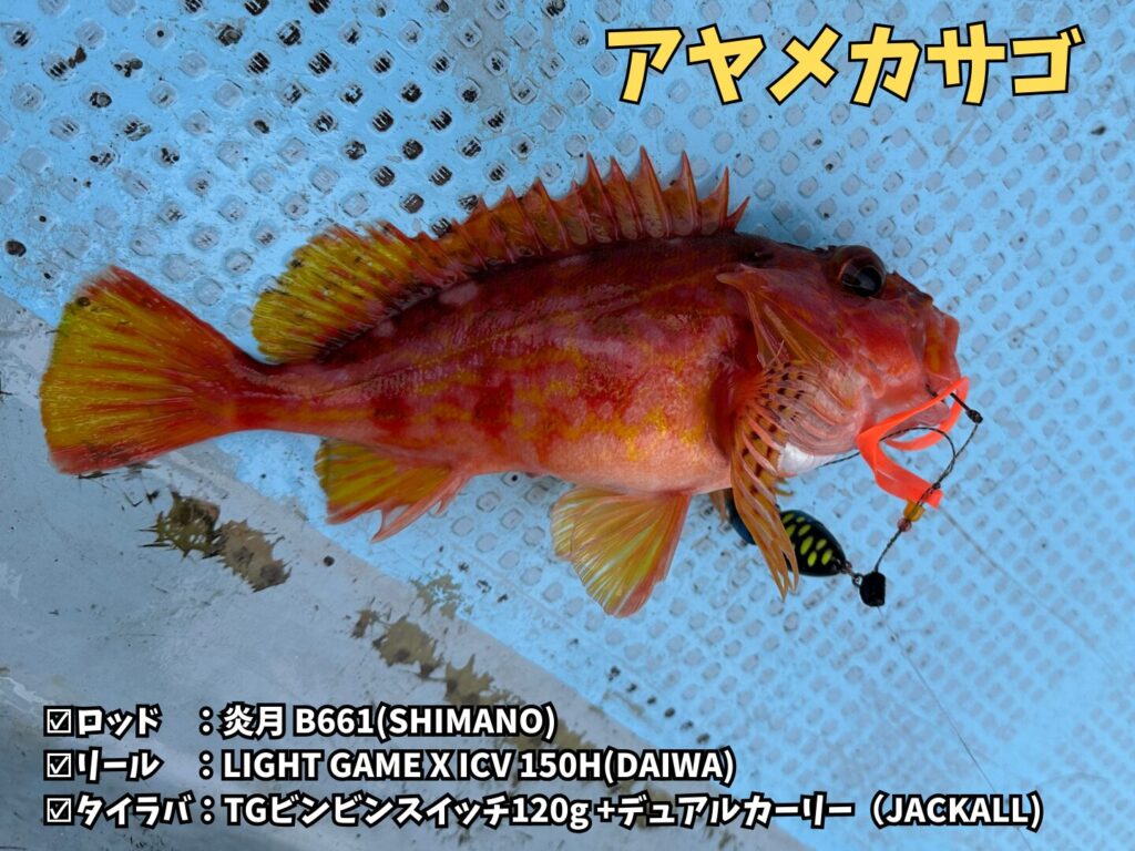釣り船・華丸で釣ったアヤメカサゴ