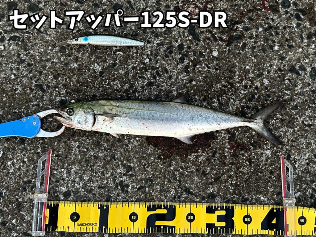 セットアッパーで釣ったサゴシ
