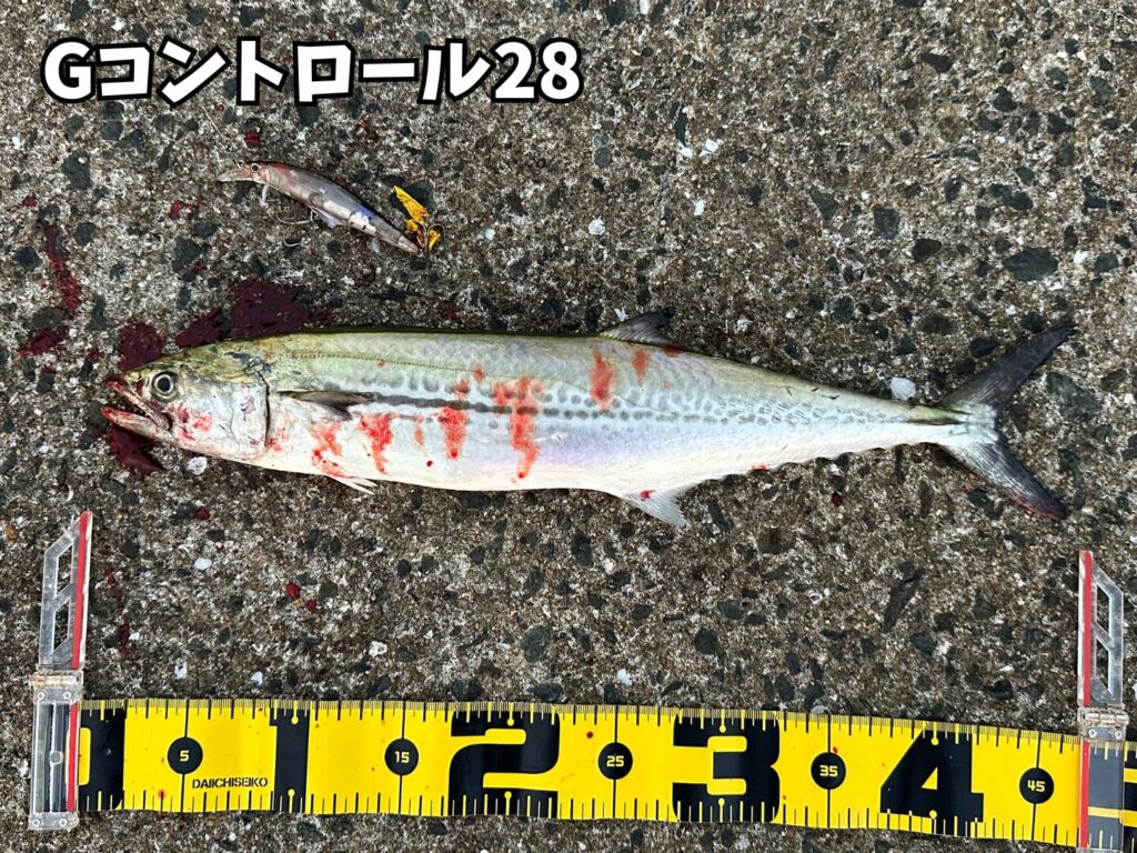 Gコントロールで釣ったサゴシ