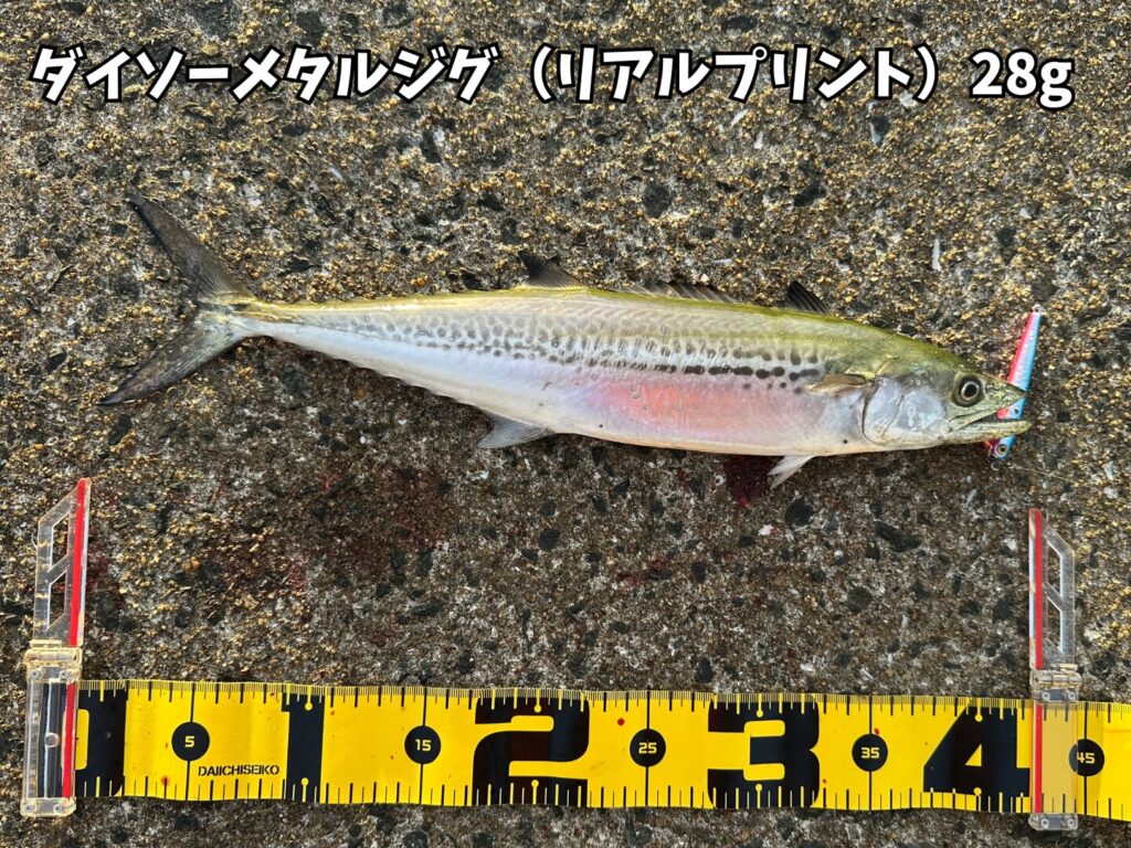 ダイソーメタルジグのリアルプリント28gで釣ったサゴシ