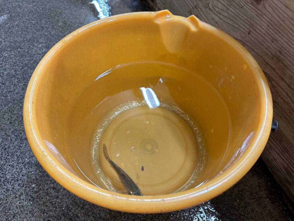 釣った小魚をバケツに入れている