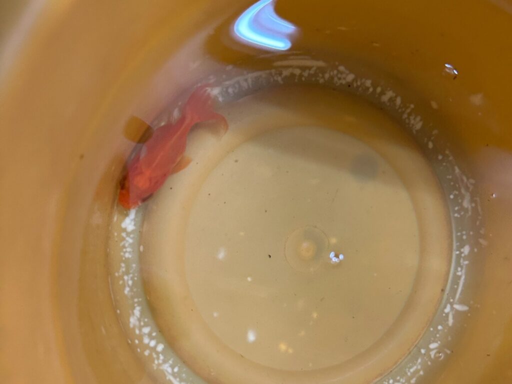 バケツ内で泳いでいる釣った金魚