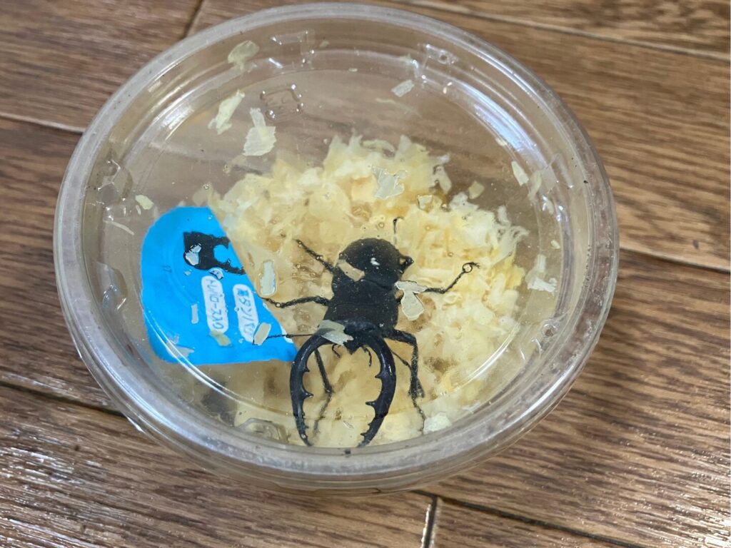 もらったクワガタ