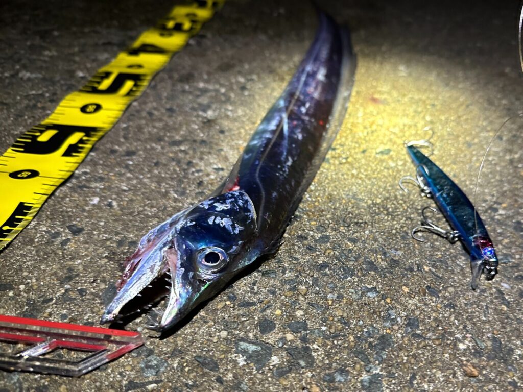 76cm、指3本サイズのタチウオを別のアングルから撮影した写真