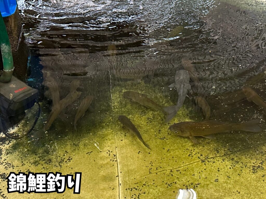 釣り堀で泳いでいる錦鯉の様子