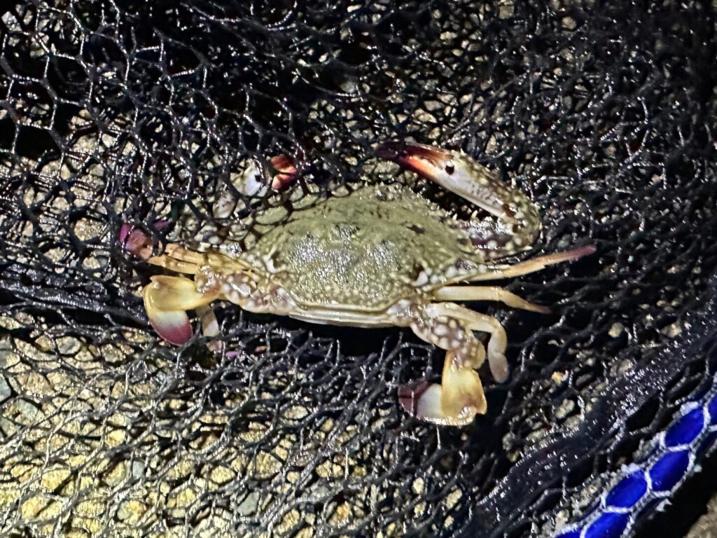 ヘッドライトで水面を照らしたらカニが泳いでいたので掬ってみた