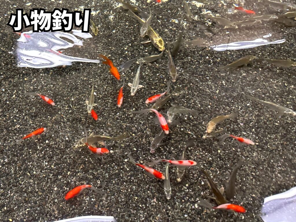 釣り堀で泳いでいる小魚