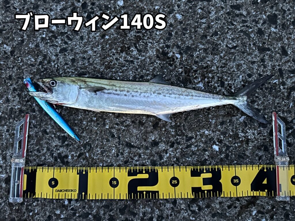 ブローウィン140Sで釣ったサゴシ。