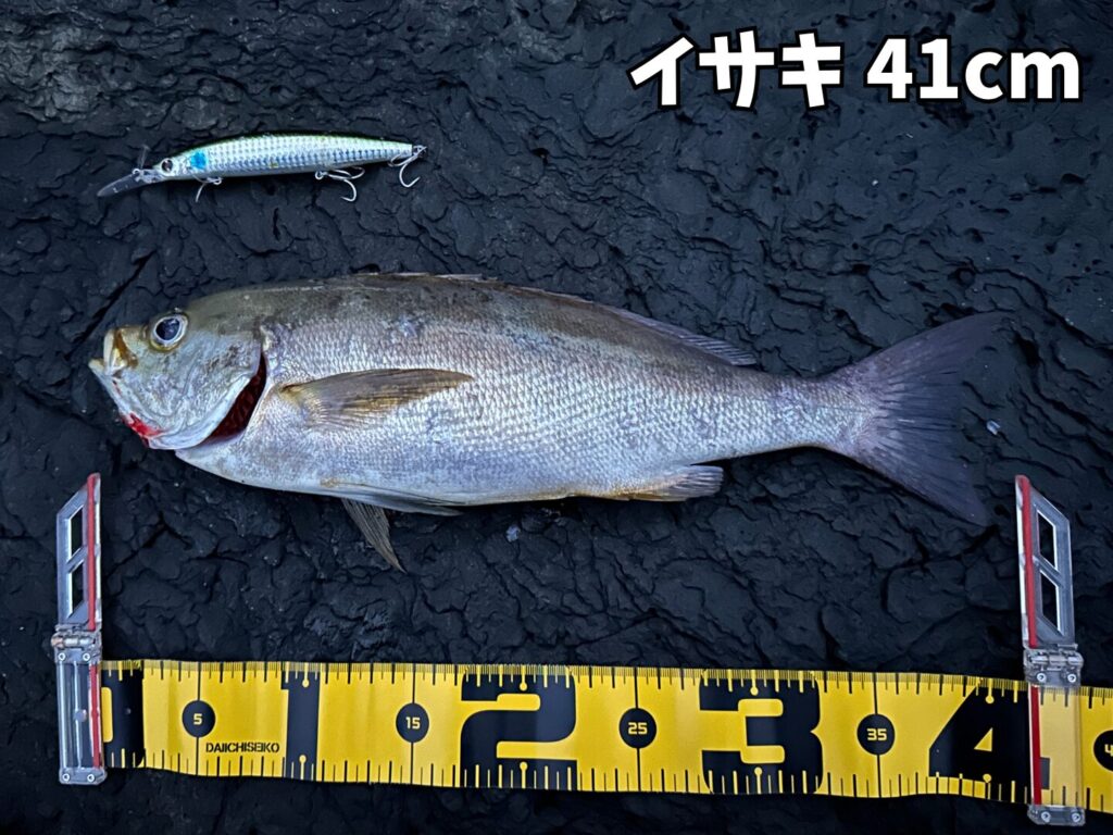 釣り上げたイサキのサイズは41cmでかなり大物