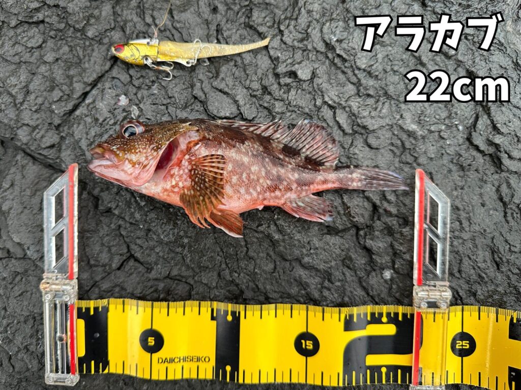 CORAMANのIJ-16で22cmのアラカブを釣り上げた画像