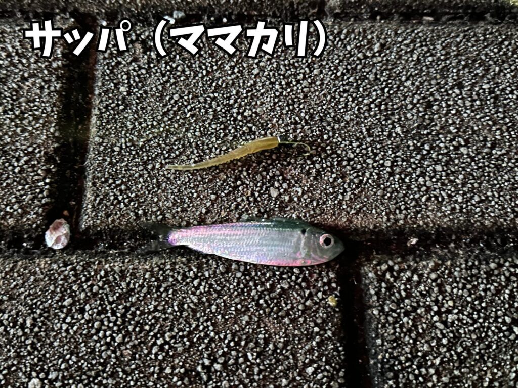 アジングで一発目に釣ったサッパ（ママカリ）