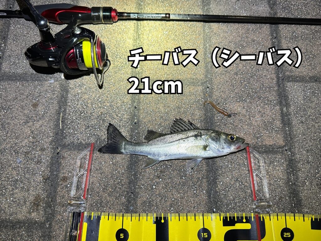 アジングロッドで釣り上げられたシーバス（チーバス）