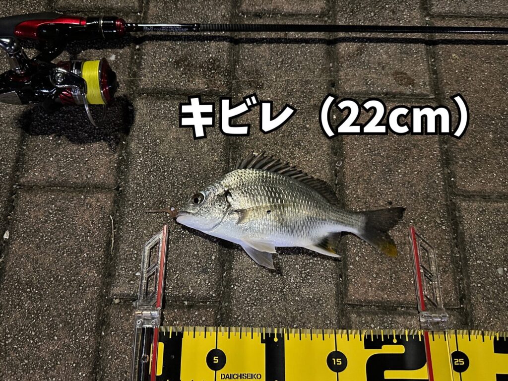 アジングロッドで釣り上げが22cmのキビレ