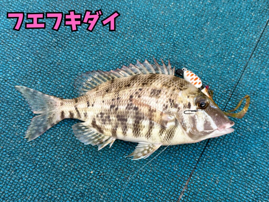 遊漁船CEREZO（セレッソ）で釣ったフエフキダイ