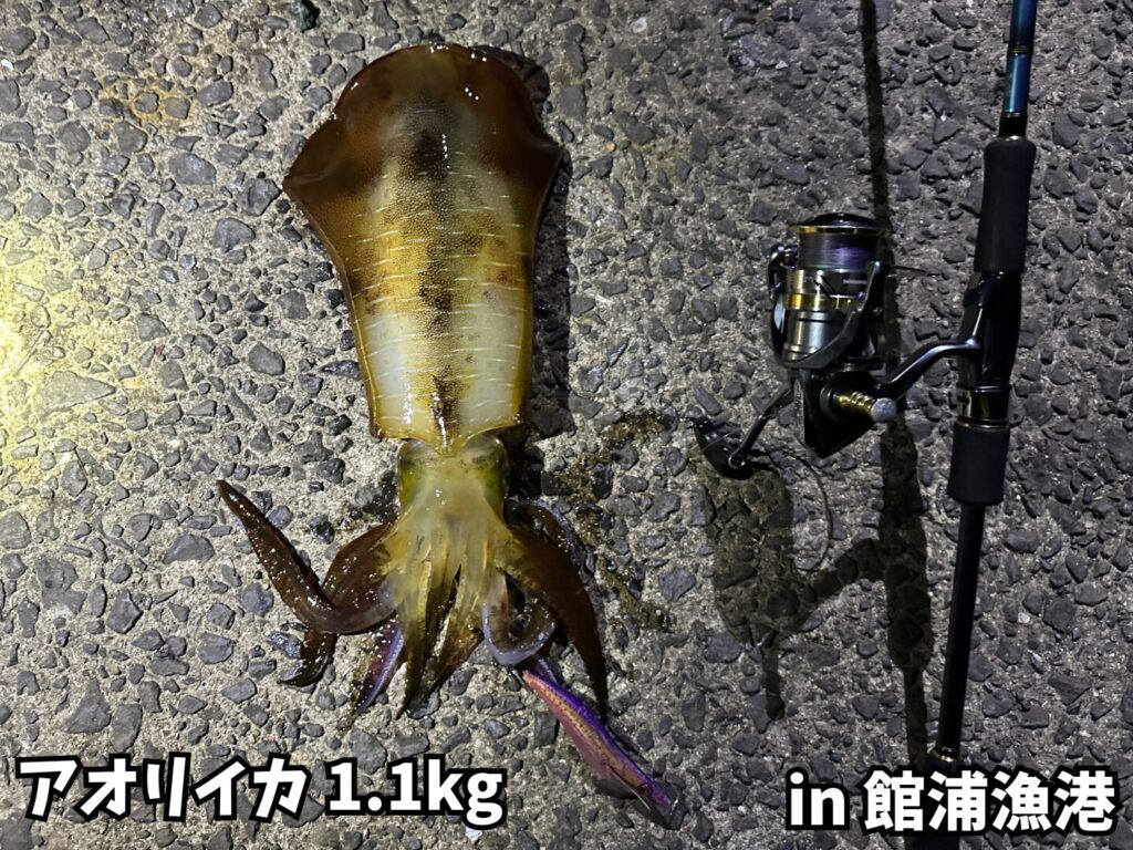 1.1kgのアオリイカ