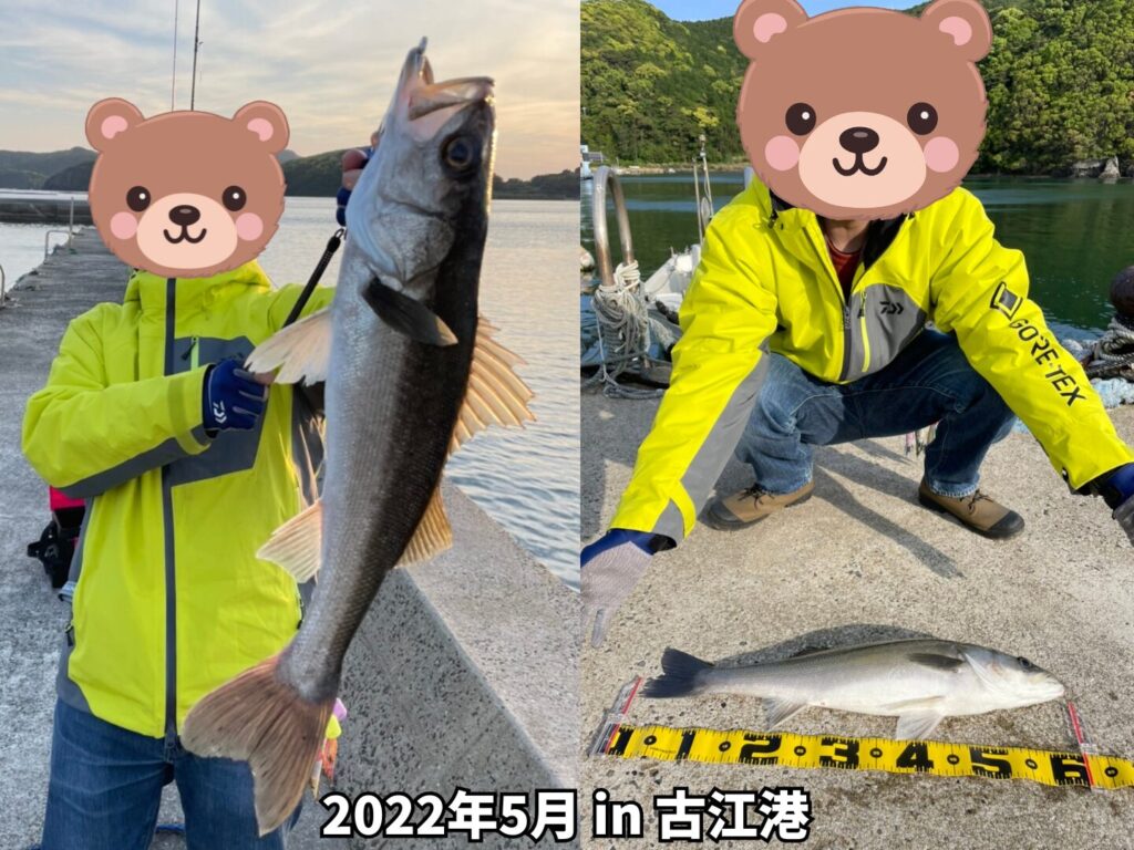 2022年5月に古江港にてキャッチしたシーバス