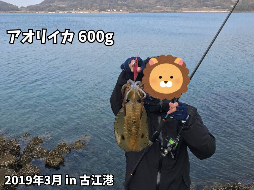 2019年に古江港で釣友のキャッチしたアオリイカ