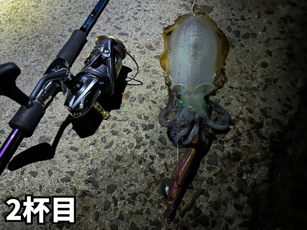 アオリイカ2杯目