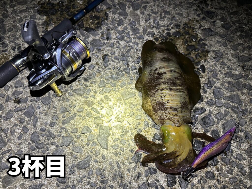 3杯目のアオリイカ