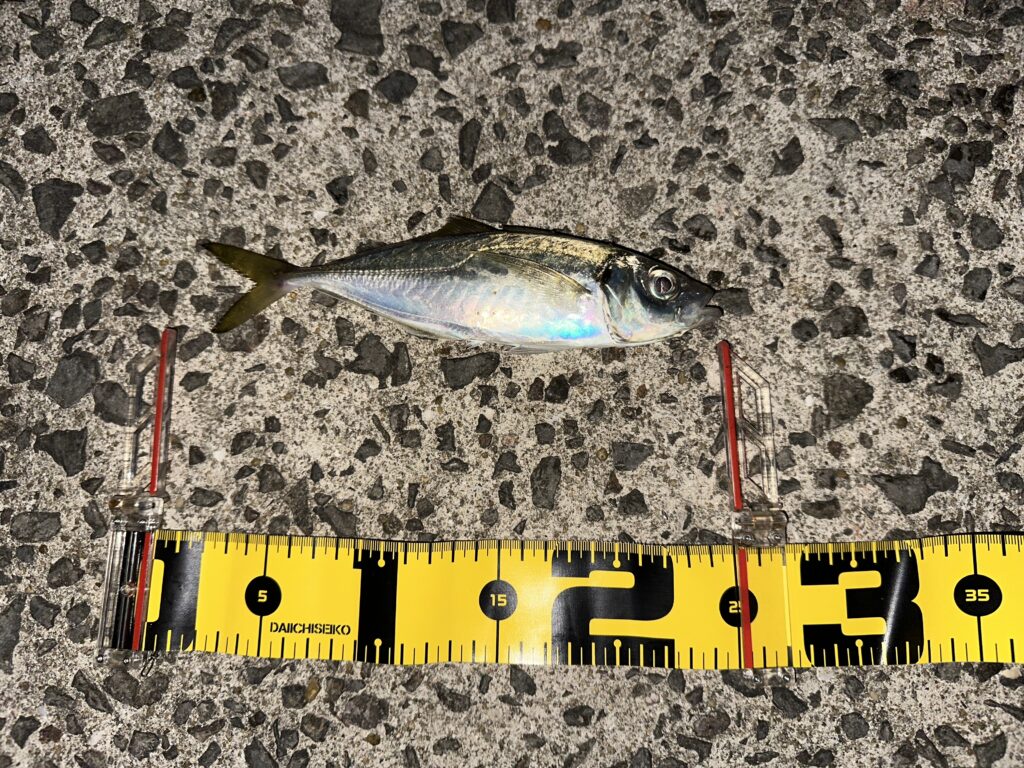 朝マヅメでアジングで釣ったアジ