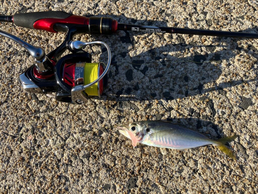 デイアジングで釣ったアジ