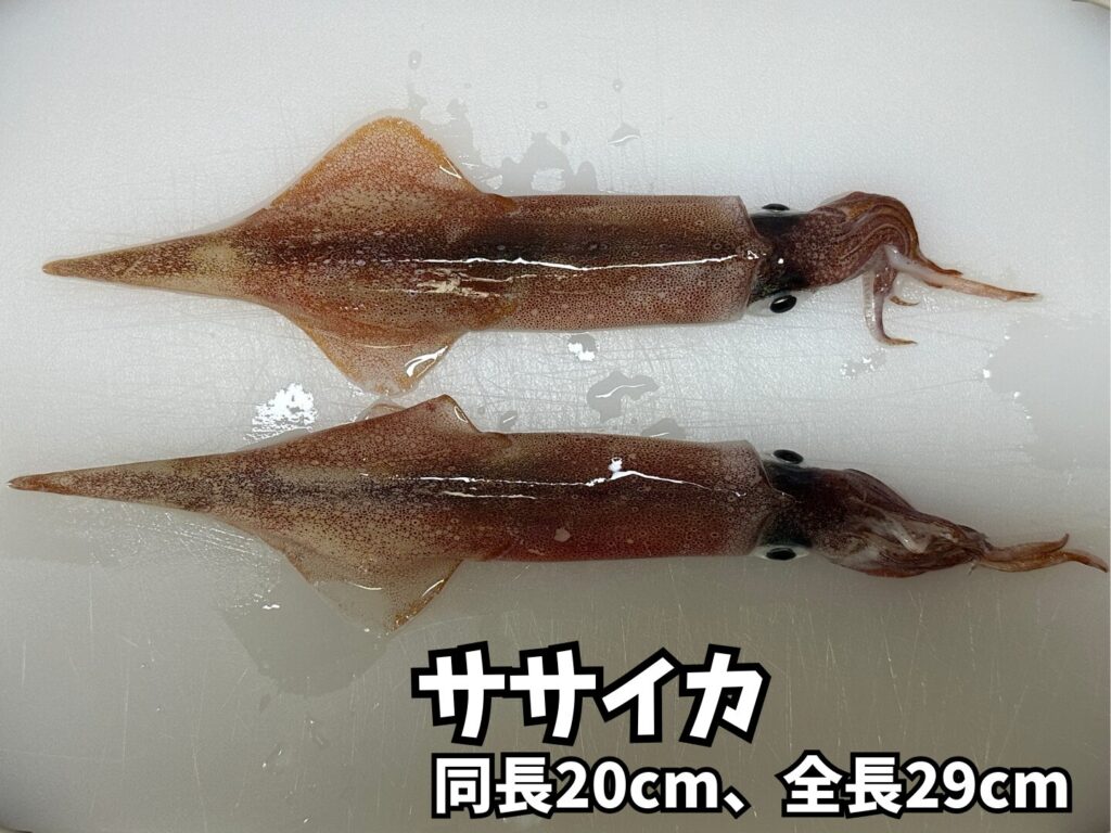 邪道エギングで釣ったササイカ