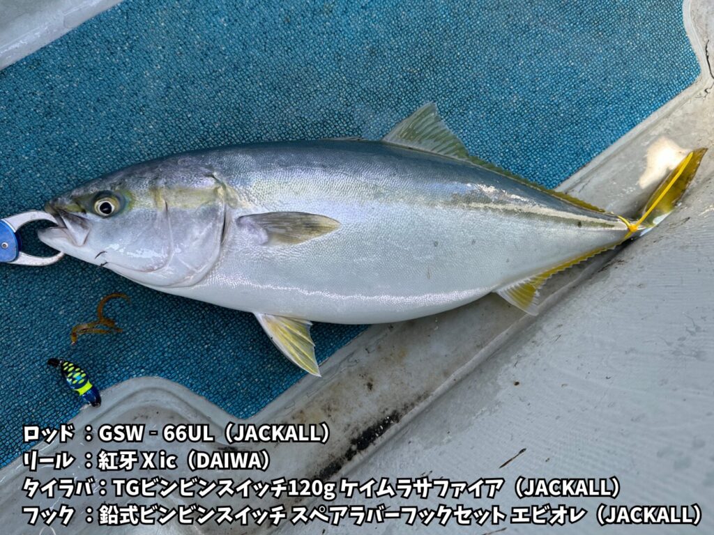 タイラバでもヤズをキャッチ