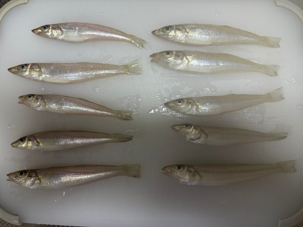 今回の釣果10匹のキス