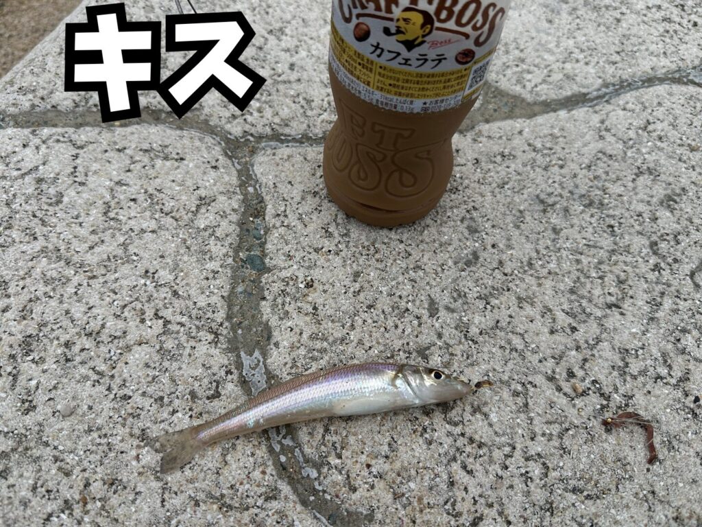 一投目で釣り上げたキス