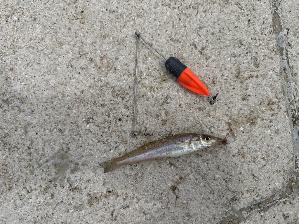 4月中旬のキスは小さい