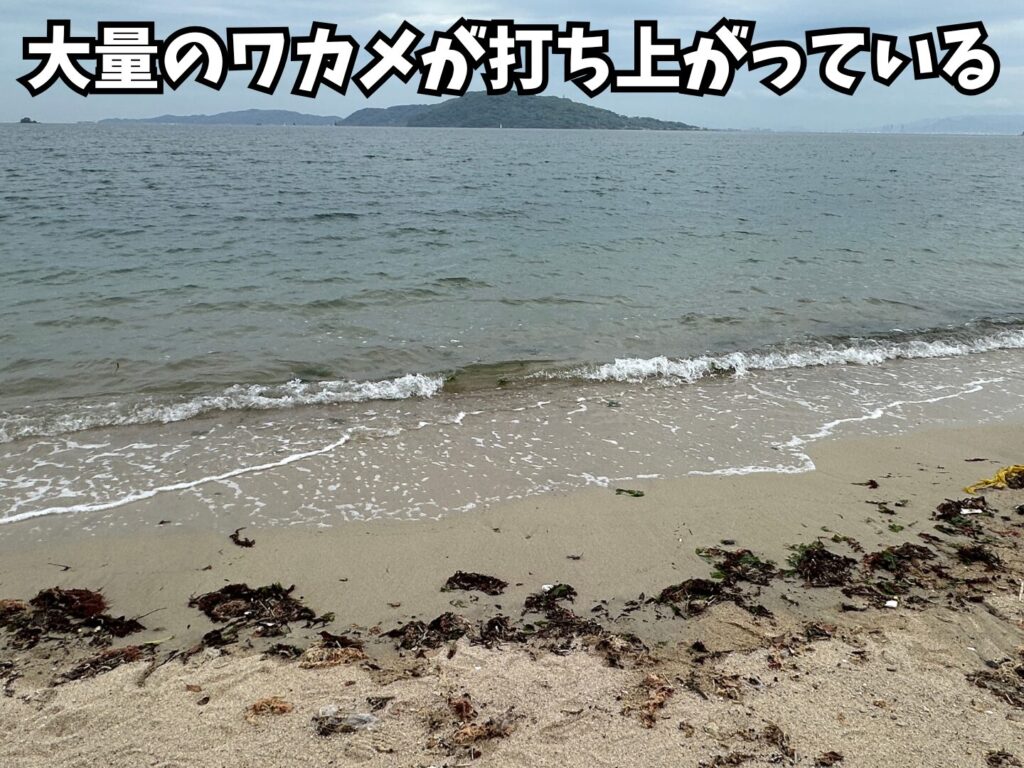海岸には大量のワカメが打ち上がっている