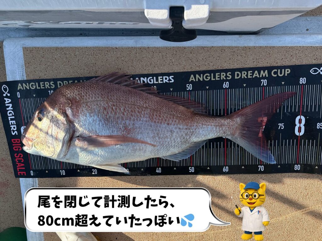 計測したら79cmの真鯛
