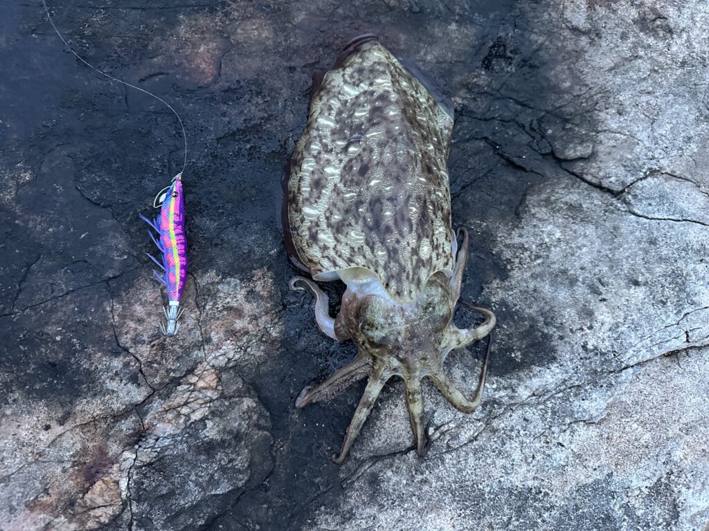 深江漁港にてマグパタで釣れたコウイカ