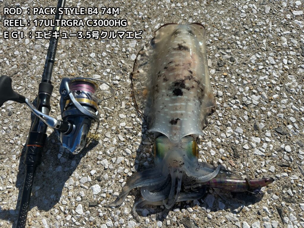 エビキュー3.5号でわずか7投で釣り上げたアオリイカ