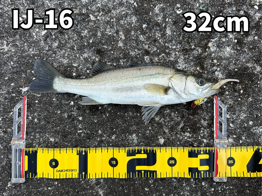 室見川河口にてIJ-16で釣った32cmのシーバス
