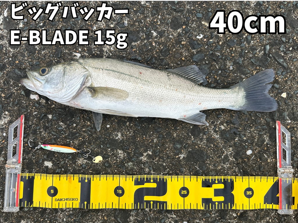 室見川河口にてビッグバッカーE-BLADE15gで釣った40cmのシーバス