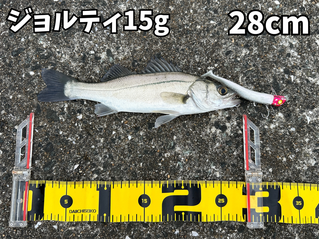 室見川河口にてジョルティ15gで釣った28cmのシーバス