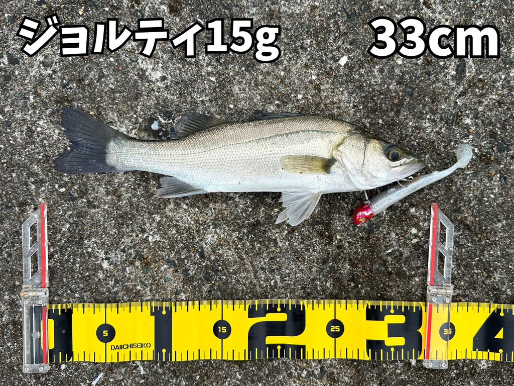 室見川河口にてジョルティ15gで釣った32cmのシーバス