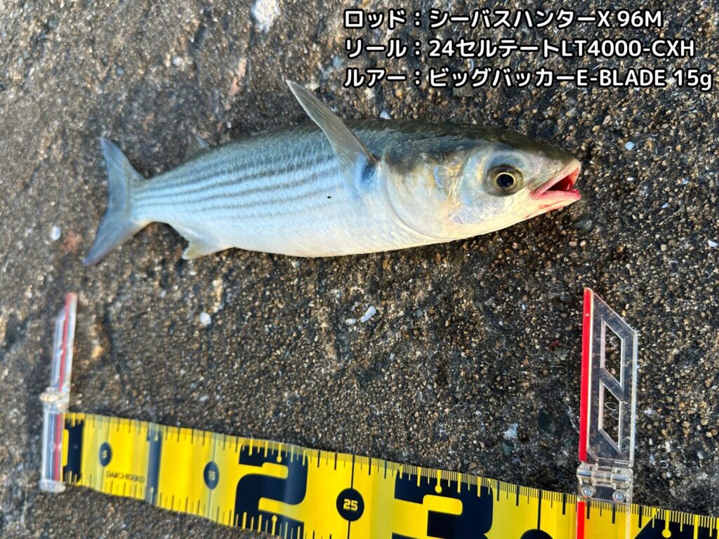 蓄光比較で使用したビッグバッカーE-BLADEでボラが釣れた