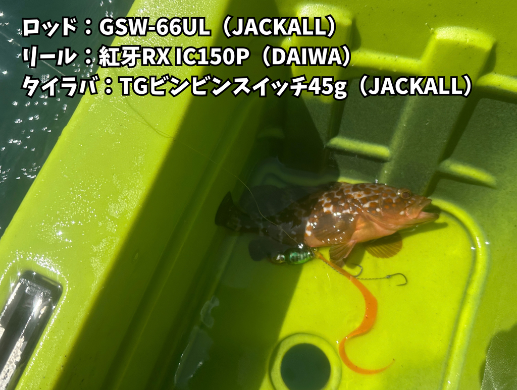 カヤックの初釣果は20cm台のアコウ