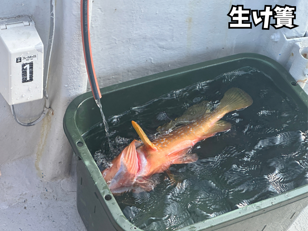 生け簀の中に入れられている魚